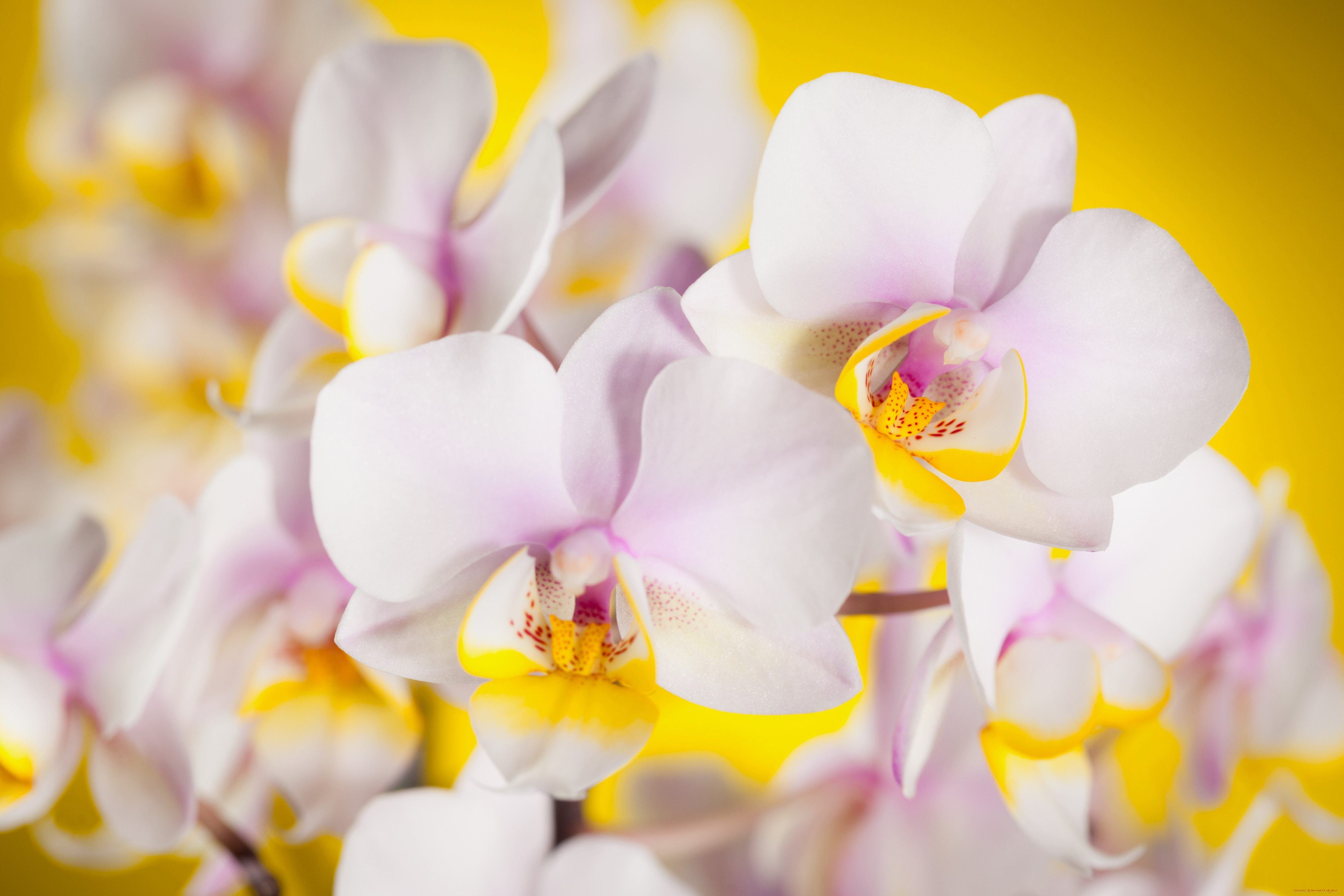 Орхидеи желто розовые. Фаленопсис Yellow. Жёлтая Орхидея фаленопсис. Фаленопсис Yellow Swan. Фаленопсис белый с желтым.